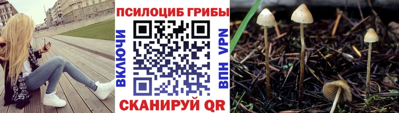 где продают наркотики  Аша  Псилоцибиновые грибы Cubensis 